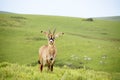 Roan Antelope on the Hills of Nyika Plateau Royalty Free Stock Photo