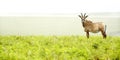 Roan Antelope on the Hills Royalty Free Stock Photo