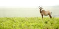 Roan Antelope on the Hills Royalty Free Stock Photo