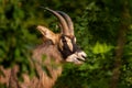 Roan Antelope - Hippotragus equinus