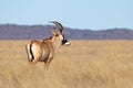 Roan Antelope Royalty Free Stock Photo