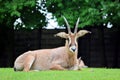 Roan Antelope Hippotragus Equinus Lying in Grass Royalty Free Stock Photo