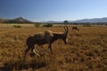 Roan antelope Hippotragus equinus at the Mlilwane Wildlife Sanctuary in Swaziland