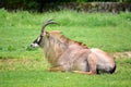 Roan Antelope Hippotragus Equinus in Nature Lying in Grass