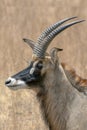 Roan antelope, Hippotragus equinus, Portrait,close up. Royalty Free Stock Photo