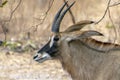 Roan antelope, Hippotragus equinus, Portrait,close up. Royalty Free Stock Photo