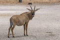 Roan antelope, Hippotragus equinus, Portrait,close up. Royalty Free Stock Photo