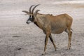 Roan antelope, Hippotragus equinus, Portrait,close up. Royalty Free Stock Photo