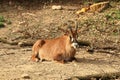 Roan antelope (Hippotragus equinus) resting on sand