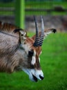 Young Roan Antelope at Chester Zoo UK