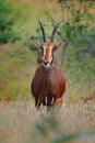 Roan antelope, Hippotragus equinus, savanna antelope found in West, Central, East and Southern Africa. Detail portrait of African Royalty Free Stock Photo