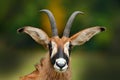 Roan antelope, Hippotragus equinus,savanna antelope found in West, Central, East and Southern Africa. Detail portrait of antelope,