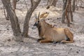 Roan antelope, Hippotragus equinus, savanna antelope found in West, Central,  East and Southern Africa. Detail portrait of antelop Royalty Free Stock Photo