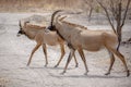 Roan antelope, Hippotragus equinus, savanna antelope found in West, Central,  East and Southern Africa. Detail portrait of antelop Royalty Free Stock Photo