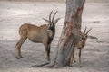 Roan antelope, Hippotragus equinus, savanna antelope found in West, Central,  East and Southern Africa. Detail portrait of antelop Royalty Free Stock Photo