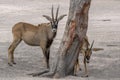 Roan antelope, Hippotragus equinus, savanna antelope found in West, Central,  East and Southern Africa. Detail portrait of antelop Royalty Free Stock Photo