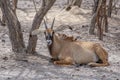 Roan antelope, Hippotragus equinus, savanna antelope found in West, Central,  East and Southern Africa. Detail portrait of antelop Royalty Free Stock Photo