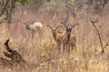 Roan antelope, Hippotragus equinus, savanna antelope found in West, Central,  East and Southern Africa. Detail portrait of antelop Royalty Free Stock Photo