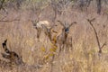 Roan antelope, Hippotragus equinus, savanna antelope found in West, Central,  East and Southern Africa. Detail portrait of antelop Royalty Free Stock Photo