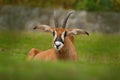 Roan antelope, Hippotragus equinus,savanna antelope found in West, Central, East and Southern Africa. Detail portrait of antelope, Royalty Free Stock Photo