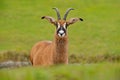 Roan antelope, Hippotragus equinus, savanna antelope found in West, Central, East and Southern Africa. Detail portrait of mammal,