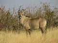 Roan Antelope, roaming the Savanna, Grasslands of Africa