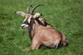 Roan antelope (Hippotragus equinus).