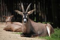 Roan antelope (Hippotragus equinus). Royalty Free Stock Photo