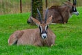 Roan Antelope Royalty Free Stock Photo