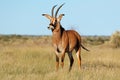 Roan antelope in natural habitat