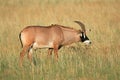 Roan antelope