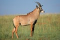 Roan antelope Royalty Free Stock Photo