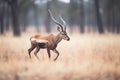 roan antelope running through savannah