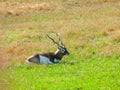 Roan Antelope sitting