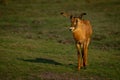 Roan antelope stands casting shadow on grass