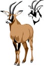 Roan antelope vector