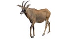Roan antelope on white background. Portrait