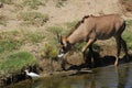 Roan antelope