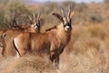 Roan antelopes Royalty Free Stock Photo