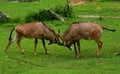 Roan antelopes (Hippotragus equinus)