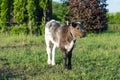 Roan calf with massive chain