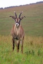 Roan, Hippotragus equinus, standing in Nyika National Park, Malawi