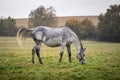 Roan horse grazing on pasture in rain