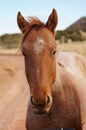 Roan horse New Mexico Royalty Free Stock Photo