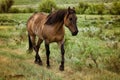 Roan horse in pasture Royalty Free Stock Photo