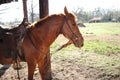 Roan Horse saddled up