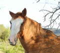 Roan horse with white blaze - head - behind fence with branches