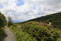 Roan Mountain