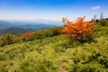 Roan Mountain