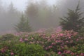 Roan Mountain State Park TN in Fog